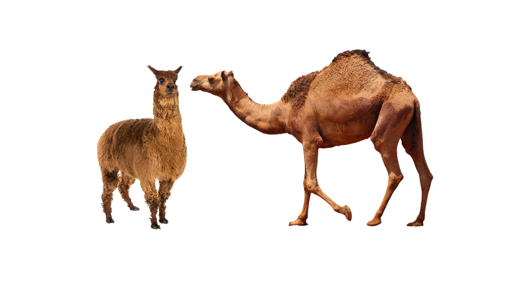 COVID versus Camelid